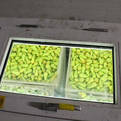 foto van peren onder glas in een loods